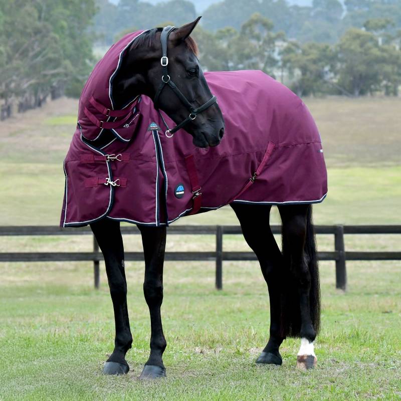 A horse in a grassy paddock wears a Weatherbeeta Burgundy/Navy turnout rug.