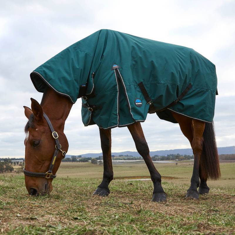 Brown horse in a Weatherbeeta ComFiTec Classic Heavy Combo Neck Turnout Rug stands on grass.