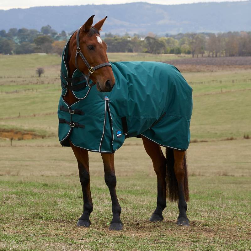 Brown horse in a Weatherbeeta Comfitec Classic Medium Combo Neck Turnout Rug grazes in a field.