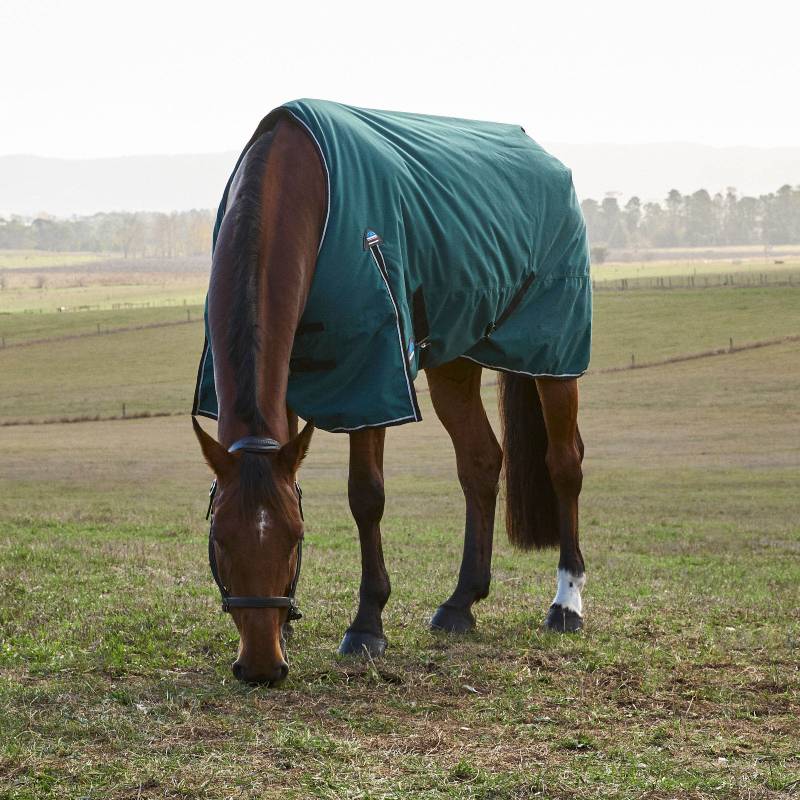 A horse in a Weatherbeeta Comfitec Classic Medium Turnout Rug grazes in a grassy field.