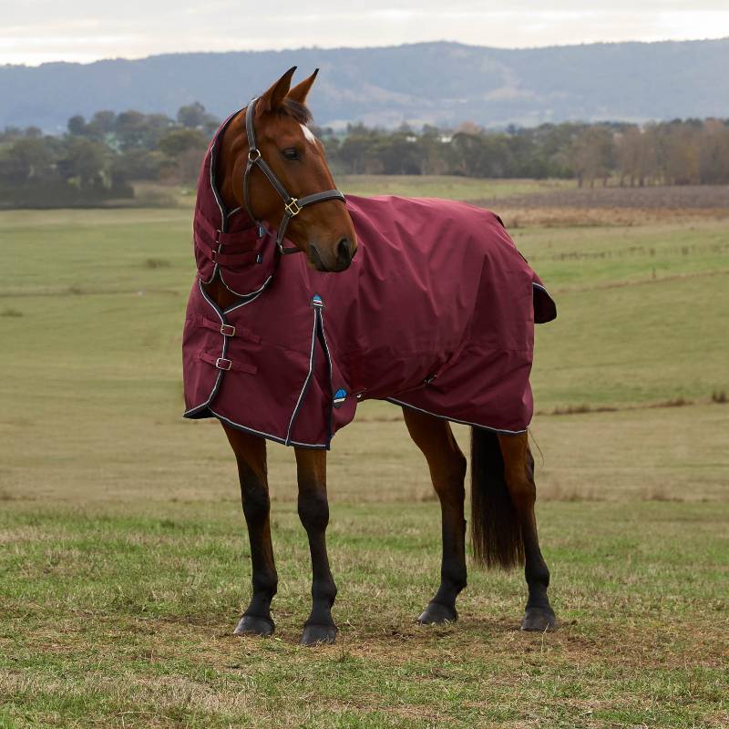 A brown horse in a field wears a Weatherbeeta Comfitec Prelim Combo Neck Turnout Rug.