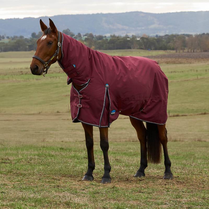 A brown horse in a field wears a Weatherbeeta Comfitec Prelim Combo Neck Turnout Rug.