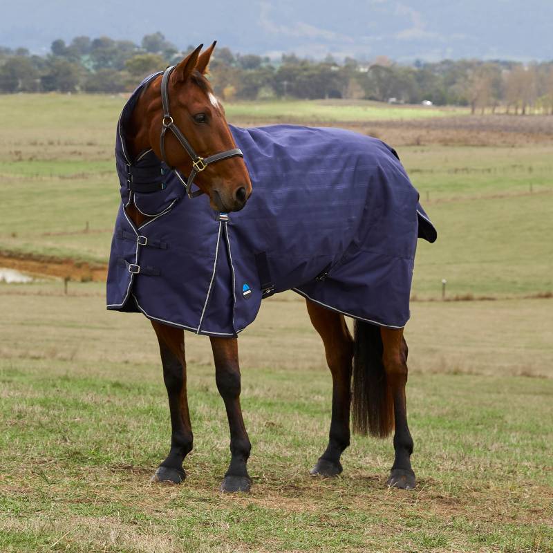 A horse in a Weatherbeeta Comfitec Prelim Combo Neck Turnout Rug stands on grass.