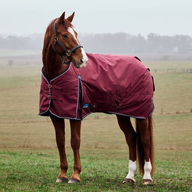 Chestnut horse in a Weatherbeeta 220g burgundy/navy rug stands on grass in a foggy field.