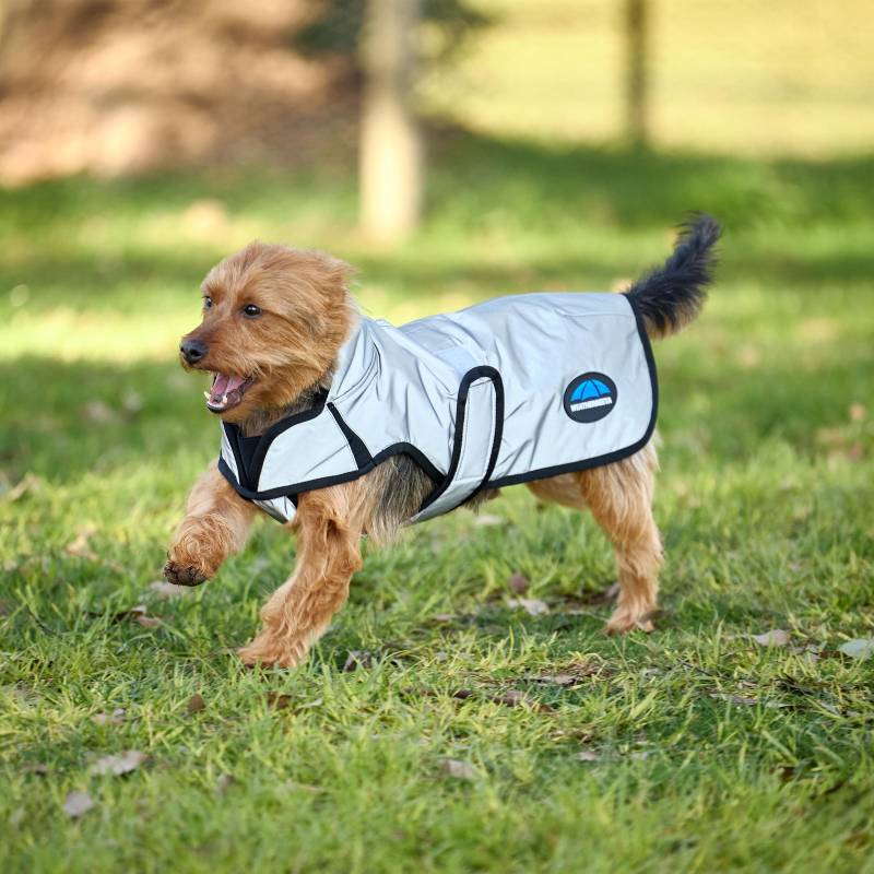 Small brown dog in a Weatherbeeta Comfitec Reflective Silver Coat running on grass outside.