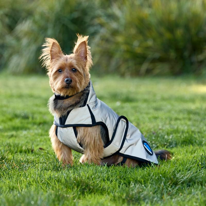 A small dog wears the Weatherbeeta Comfitec Reflective Showerproof Dog Coat Silver on grass.