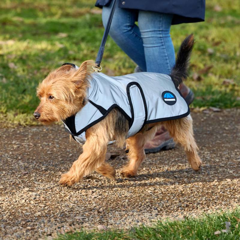 Small dog in a Weatherbeeta Comfitec Reflective Silver Coat walks with owner on a path outdoors.