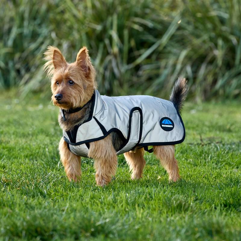 Small dog in a Weatherbeeta Comfitec Reflective Showerproof Dog Coat Silver stands on grass.