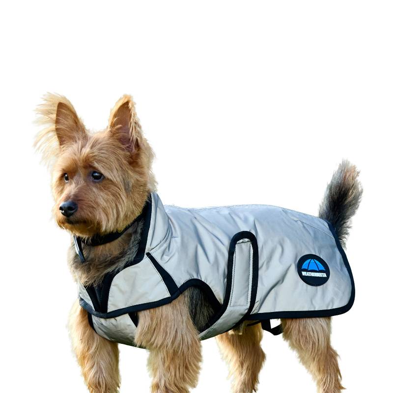 Small dog in a Weatherbeeta Comfitec Reflective Showerproof Silver Dog Coat on white background.