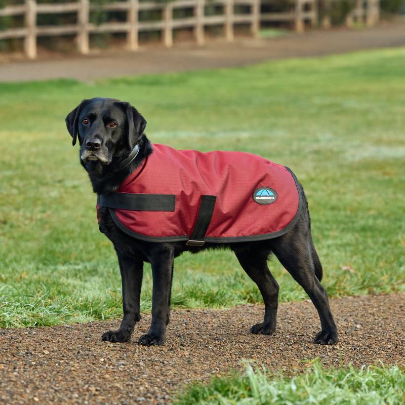 Black dog on grass in a Weatherbeeta Comfitec Classic Burgundy coat, looking to the left.