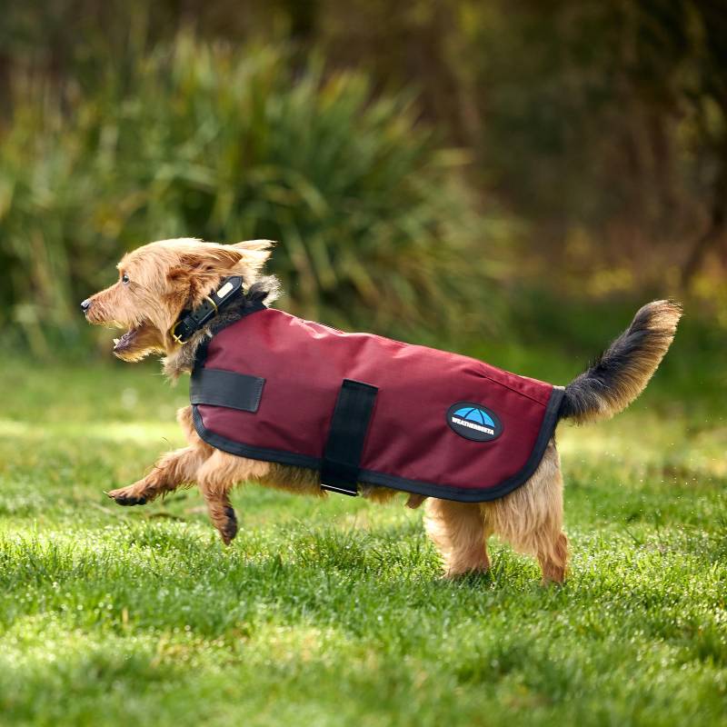 Small brown dog in a Weatherbeeta Comfitec Classic Burgundy coat runs on grass in a park.