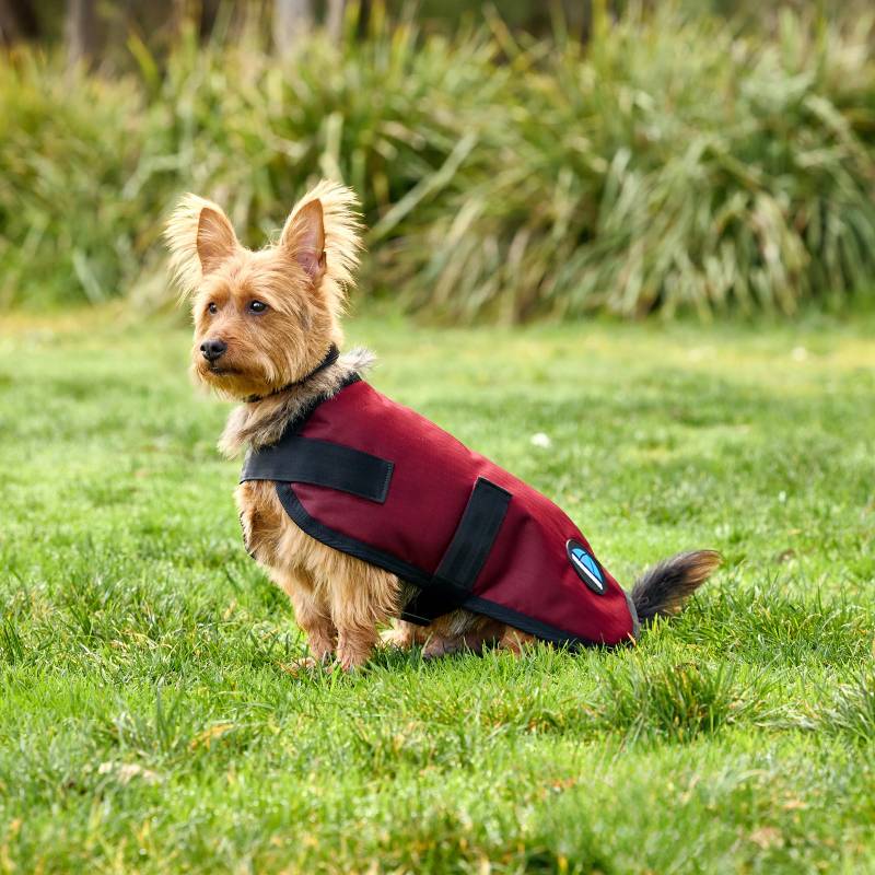 Small brown dog in a Weatherbeeta Comfitec Classic Burgundy coat sits on green grass outdoors.