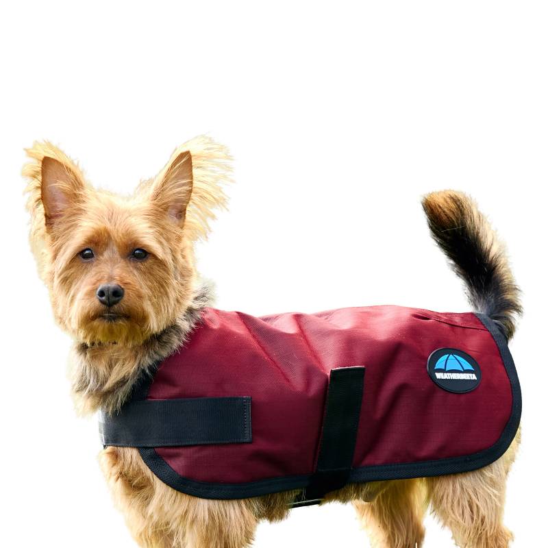 Small brown dog in a Weatherbeeta Comfitec Classic burgundy waterproof coat with black strap.