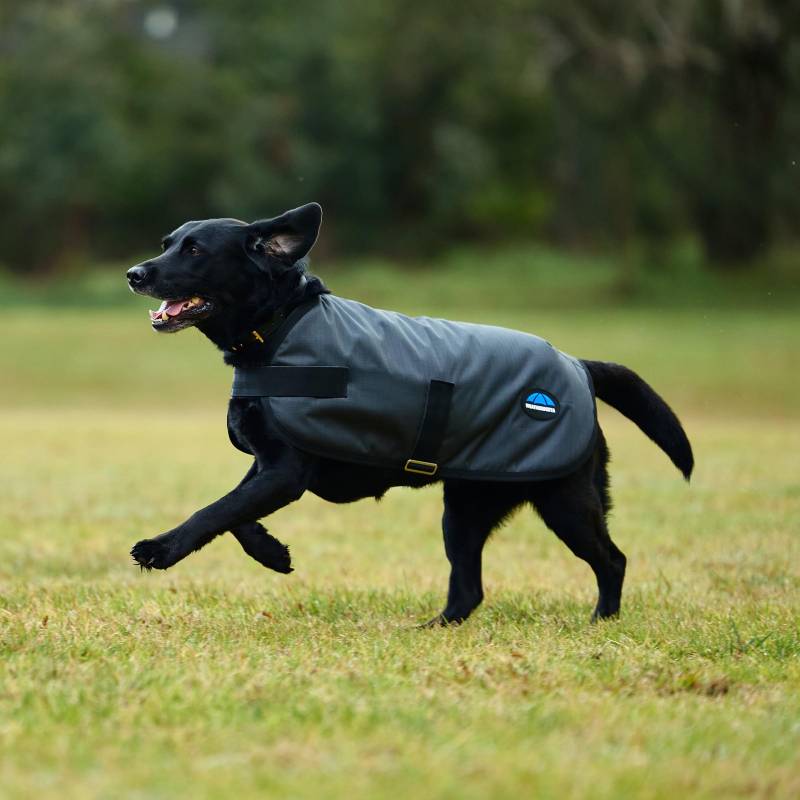 Black dog in Weatherbeeta Comfitec Classic Waterproof Dog Coat Charcoal runs on park grass.