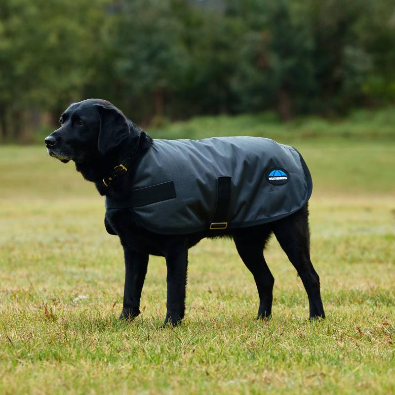 Black dog wears Weatherbeeta ComFiTec Classic Charcoal waterproof coat, standing on grassy field.