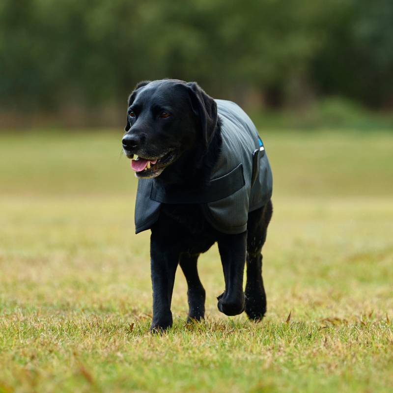 Black dog in a Weatherbeeta Comfitec Classic Waterproof Coat walks on grass by trees.