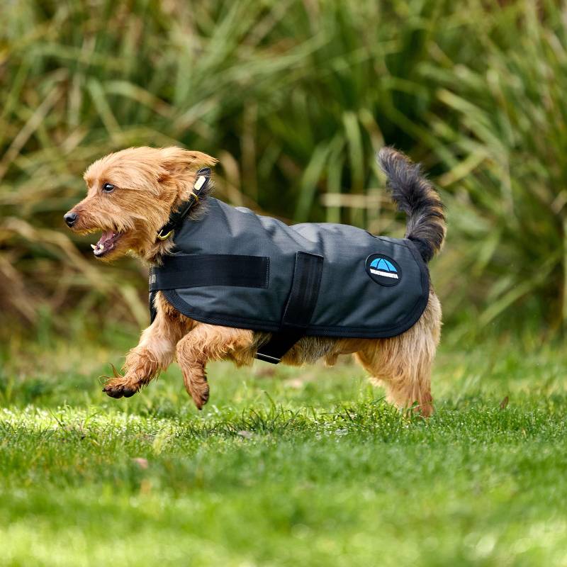 Small brown dog in a Weatherbeeta Comfitec Classic charcoal coat runs on green grass.