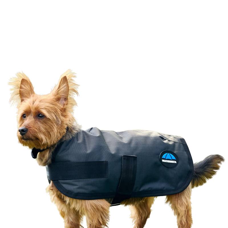 Small brown dog in a Weatherbeeta Comfitec Classic Charcoal dog coat on white background.