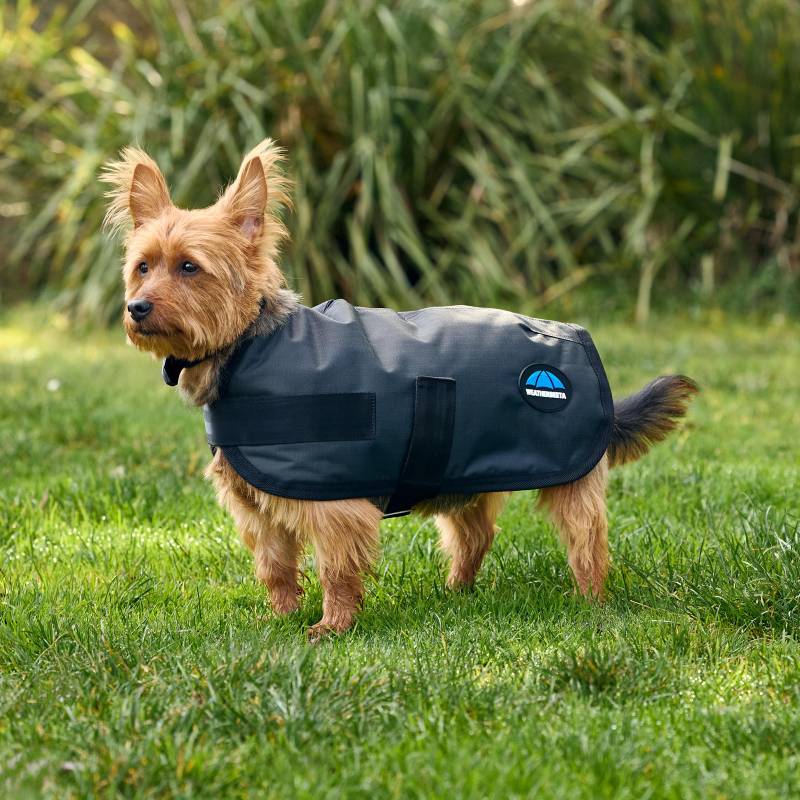 Small brown dog in a Weatherbeeta Comfitec Classic Waterproof Dog Coat Charcoal on grass.