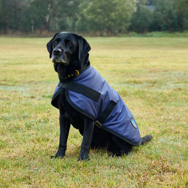 Black dog in a Weatherbeeta Comfitec Classic waterproof navy coat stands on grass outdoors.