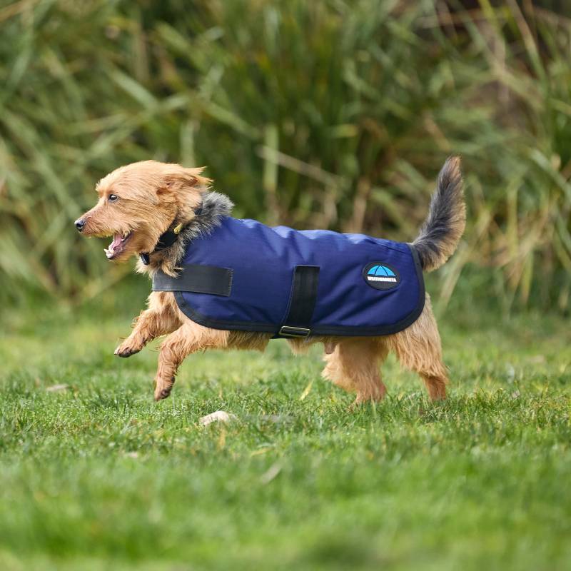 Small brown dog in a Weatherbeeta Comfitec Classic Navy coat runs on grass outdoors.
