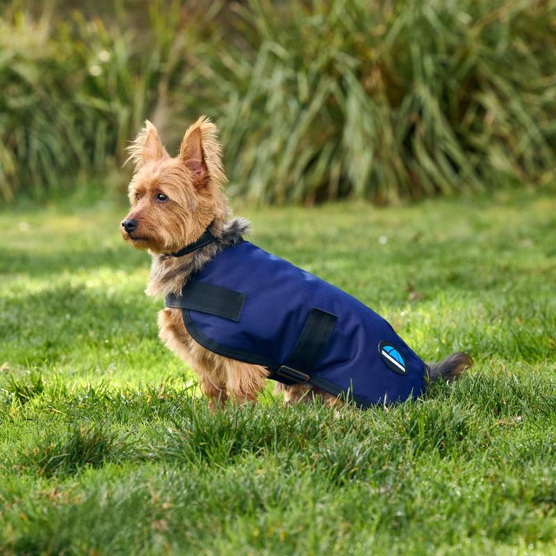 Small dog in a navy Weatherbeeta Comfitec Classic coat sits on grass with plants behind.