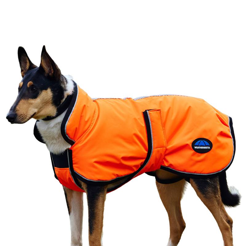 Dog in orange Weatherbeeta Comfitec Reflective 300D Deluxe Showerproof Coat, facing left.