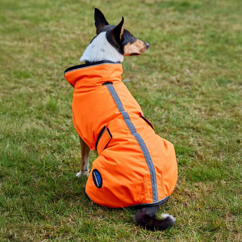 A dog wears a Weatherbeeta Comfitec Reflective Orange Dog Coat, standing on grass with trees behind.