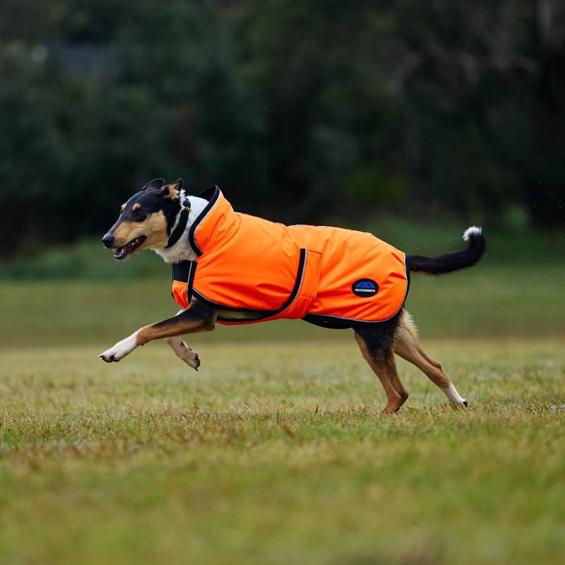 Dog running on grass wearing a Weatherbeeta Comfitec Reflective 300D Deluxe Dog Coat in orange.