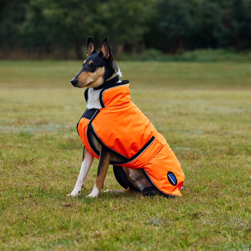 A dog wears a Weatherbeeta Comfitec Reflective 300D Deluxe Orange Coat on grass in a field.