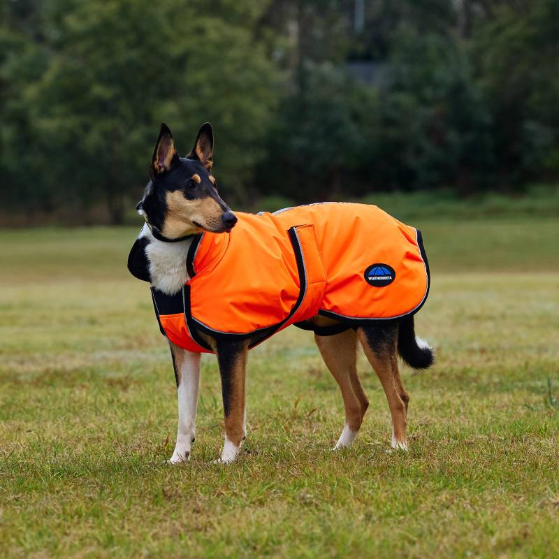 Dog in Weatherbeeta Comfitec Reflective 300D Orange Coat stands on grass with trees behind.