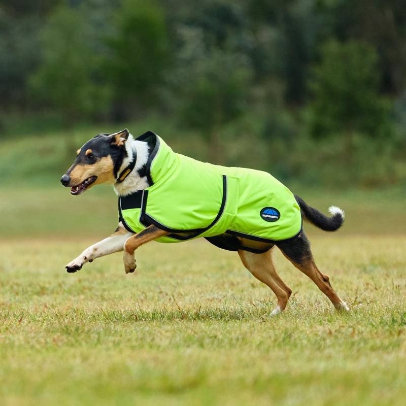 Dog wearing a Weatherbeeta Comfitec Reflective 300D Deluxe Yellow Coat runs on grass.
