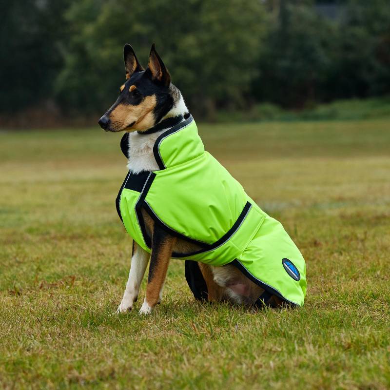 A dog wears a Weatherbeeta Comfitec Reflective 300D Yellow Dog Coat while sitting on grass.
