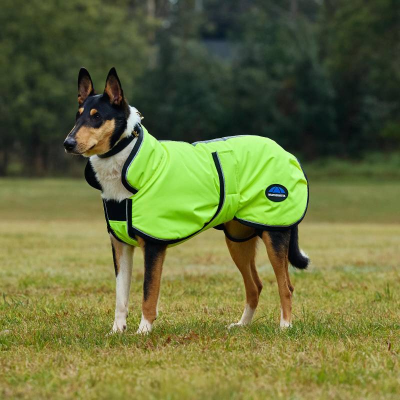 Dog in a Weatherbeeta Comfitec Reflective 300D Deluxe Dog Coat Yellow standing on grass.
