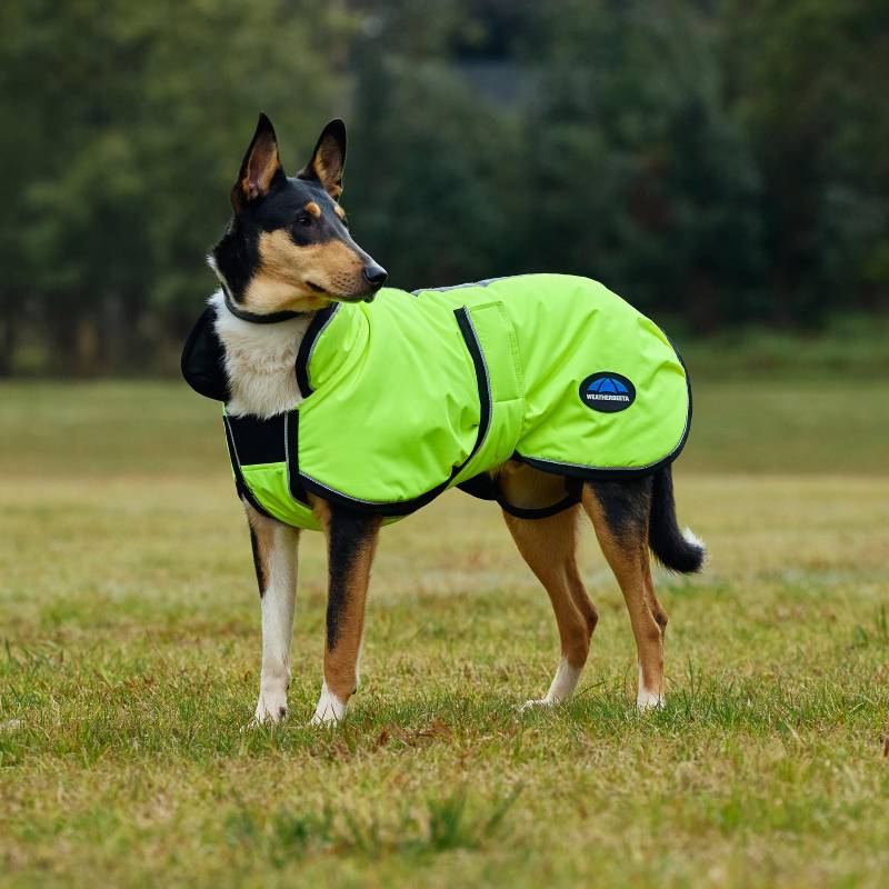 Dog in a Weatherbeeta Comfitec Reflective 300D Deluxe Showerproof Dog Coat Yellow on grass.