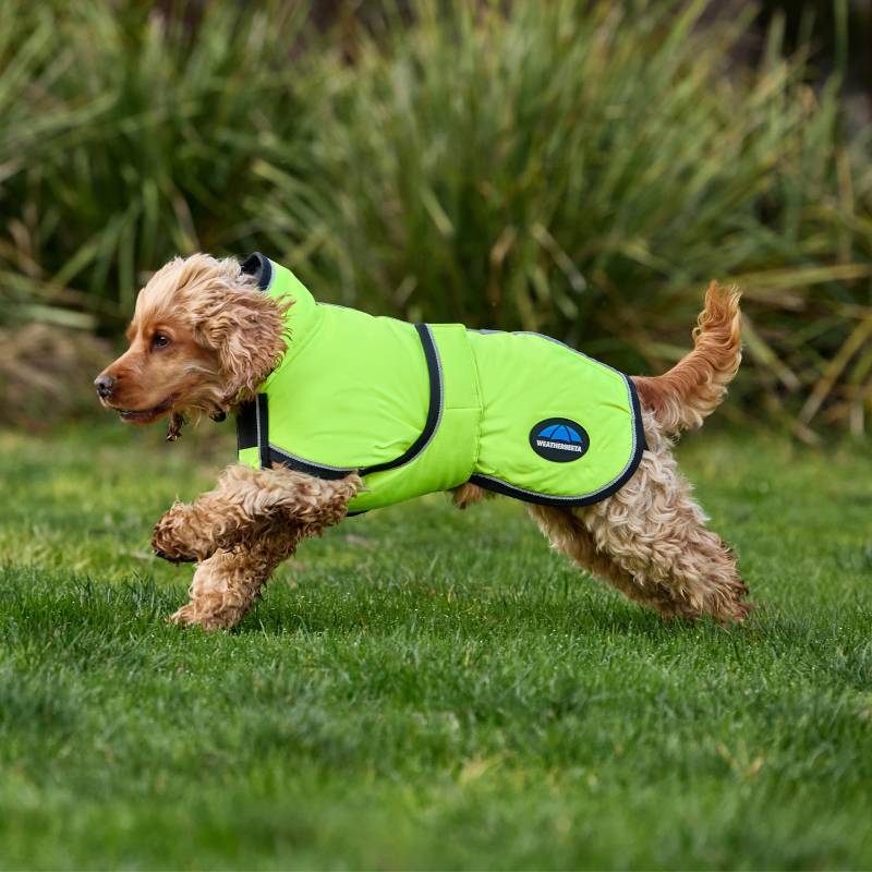 Yellow Weatherbeeta ComFiTec Reflective Dog Coat on brown dog running on grass.
