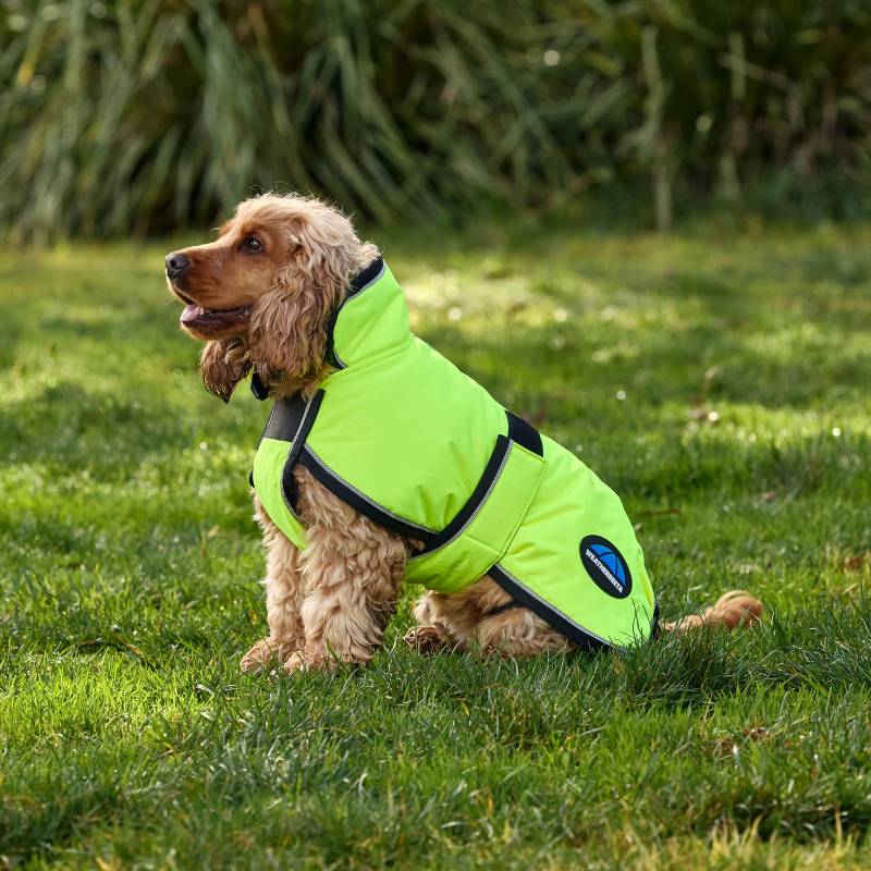 Brown dog on grass wears a Weatherbeeta Comfitec Reflective 300D Deluxe Dog Coat in yellow.