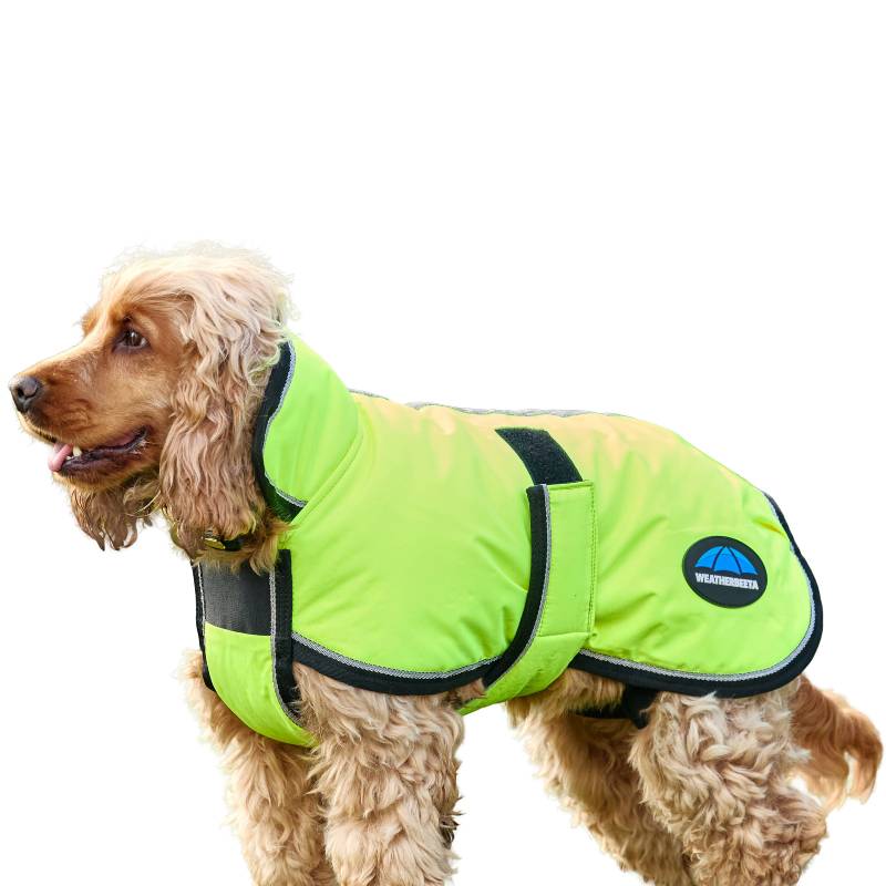 Cocker spaniel in a yellow Weatherbeeta Comfitec Reflective 300D Deluxe Showerproof dog coat.