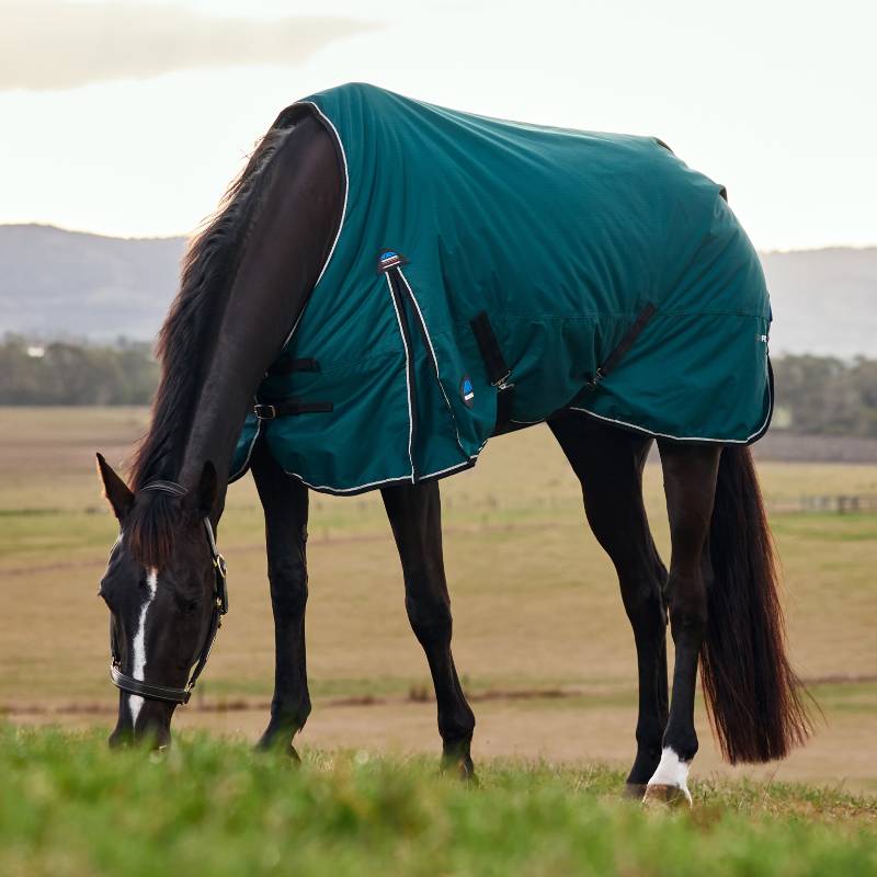 A horse in a Weatherbeeta Comfitec Classic 50g turnout rug grazes in a grassy field.