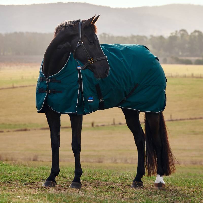 Black horse wears Weatherbeeta Comfitec Classic 50g Rug, forest green, in a grassy field.