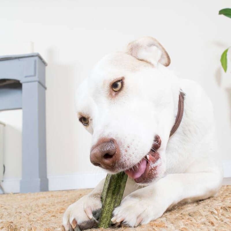 White dog chewing an Elkwood Sponge Dental Stick on a rug indoors.
