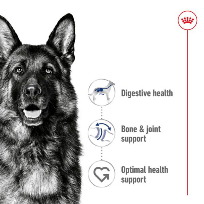 Royal Canin Maxi Adult dog food supports digestive health for large breeds like German Shepherds.