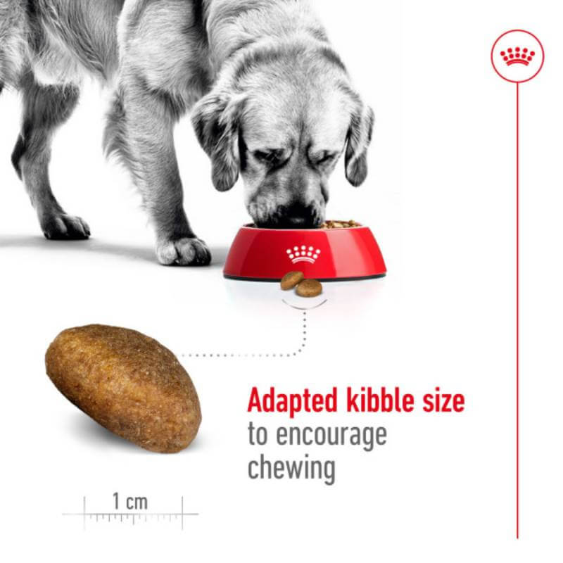 Golden retriever eating Royal Canin Maxi Adult dog food, promoting digestive health.