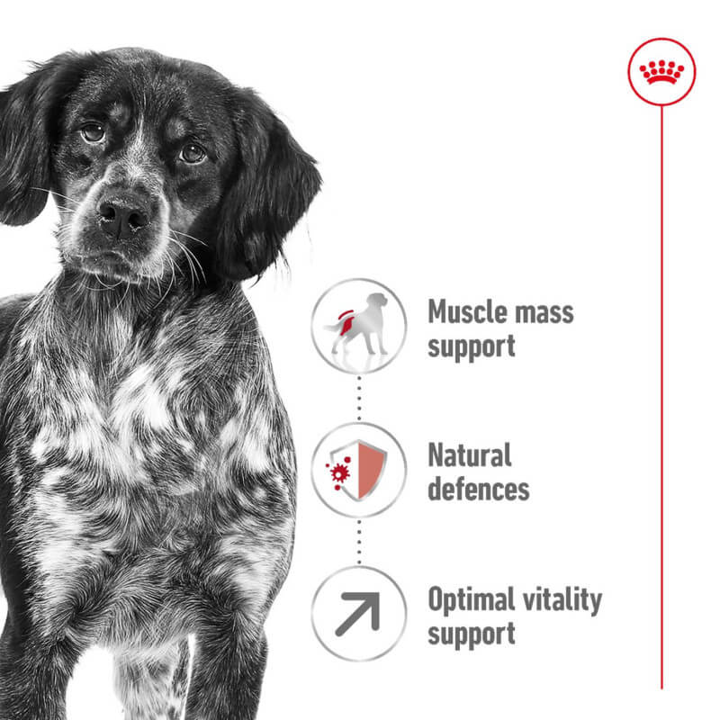 Royal Canin Medium Adult 7+ dog food for medium dogs aged 7+; red and white bag.