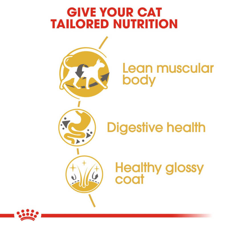 Infographic: Royal Canin Siamese—digestive health for cats and breed-specific nutrition.