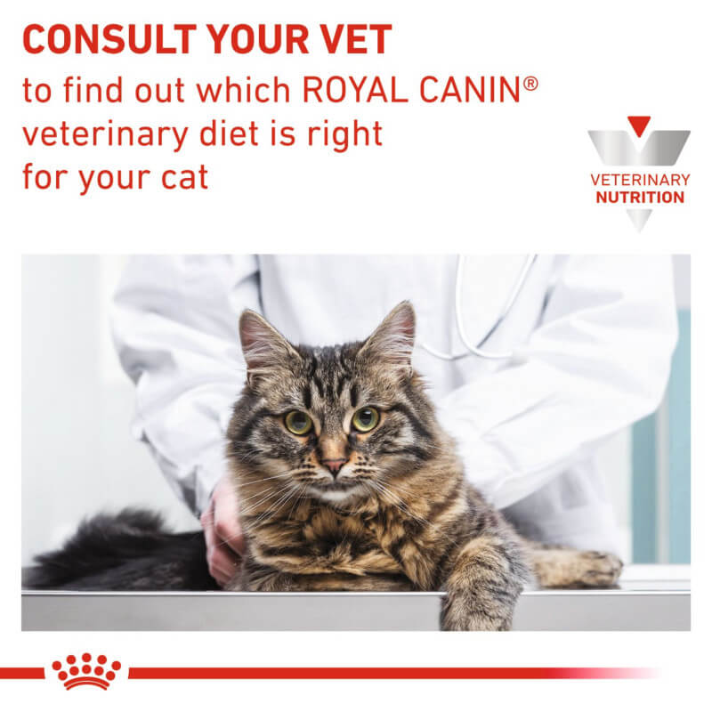 A vet stands behind a tabby cat on an exam table with Royal Canin Veterinary Feline Diabetic.