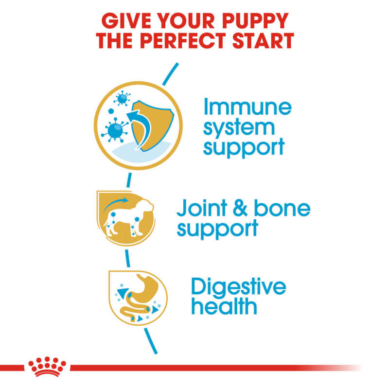 Royal Canin Dachshund Puppy 1.5kg supports immune health for growing dachshund puppies.
