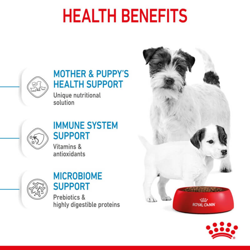 Royal Canin Mini Starter—small dog weaning diet for puppies and adults.