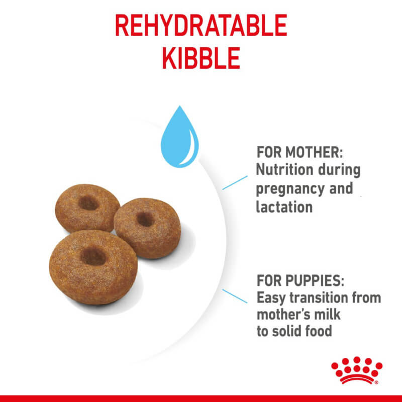 Three donut-shaped kibbles in Royal Canin Maxi Starter support mothers and puppies' needs.