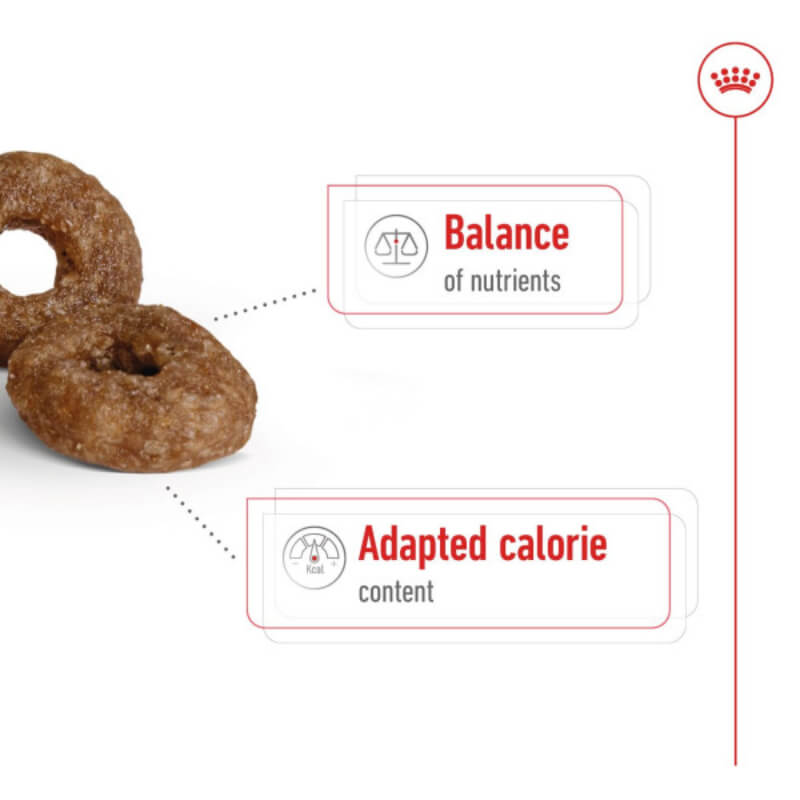 Royal Canin Mini Ageing +12: Two kibbles for healthy ageing and calorie balance in senior small dogs.